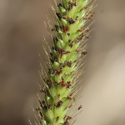 Setaria parviflora (Slender Pigeon Grass) at Wodonga - 21 Jan 2024 by KylieWaldon
