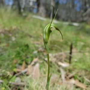 Diplodium decurvum at Mt Holland - suppressed