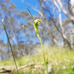 Diplodium decurvum at Mt Holland - suppressed