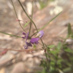 Glycine clandestina (Twining Glycine) at Cooma North Ridge Reserve - 22 Jan 2024 by mahargiani