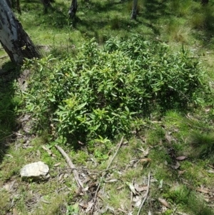 Lomatia myricoides at Mt Holland - 21 Jan 2024