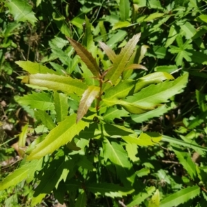 Lomatia myricoides at Mt Holland - 21 Jan 2024