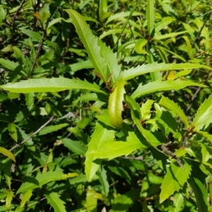 Lomatia myricoides at Mt Holland - 21 Jan 2024