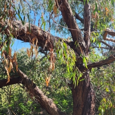 Eucalyptus nicholii (Narrow-leaved Black Peppermint) at Florey, ACT - 22 Jan 2024 by Steve818