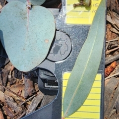 Eucalyptus rubida subsp. rubida (Candlebark) at Cook, ACT - 22 Jan 2024 by Steve818