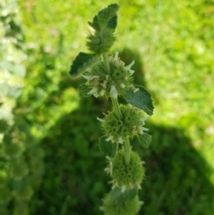 Marrubium vulgare at Mt Holland - 21 Jan 2024