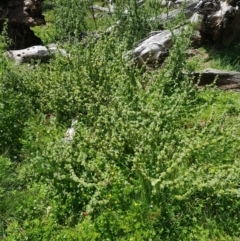 Marrubium vulgare at Mt Holland - 21 Jan 2024