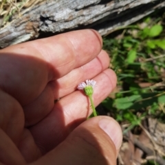 Lagenophora stipitata (Common Lagenophora) at Mt Holland - 21 Jan 2024 by danswell