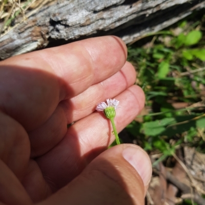 Lagenophora stipitata (Common Lagenophora) at Mt Holland - 21 Jan 2024 by danswell