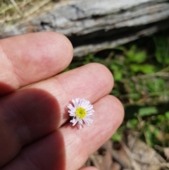 Lagenophora stipitata at Mt Holland - 21 Jan 2024