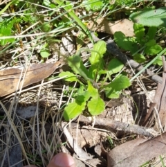 Lagenophora stipitata at Mt Holland - 21 Jan 2024