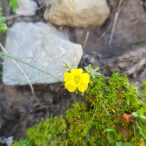 Oxalis sp. at Mt Holland - 21 Jan 2024