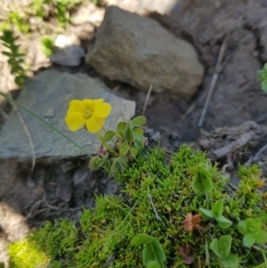 Oxalis sp. at Mt Holland - 21 Jan 2024