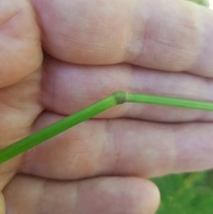 Hookerochloa eriopoda at Mt Holland - 21 Jan 2024 01:45 PM