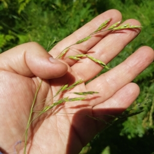 Hookerochloa eriopoda at Mt Holland - 21 Jan 2024