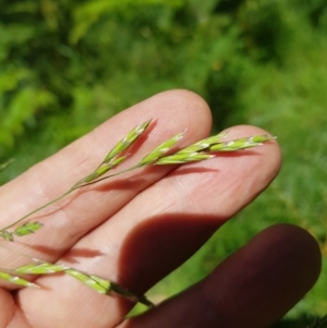 Hookerochloa eriopoda at Mt Holland - 21 Jan 2024