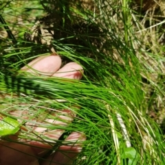 Hookerochloa eriopoda at Mt Holland - 21 Jan 2024