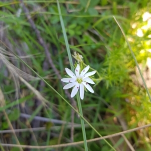 Stellaria pungens at Mt Holland - 21 Jan 2024 01:26 PM