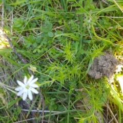 Stellaria pungens at Mt Holland - 21 Jan 2024 01:26 PM