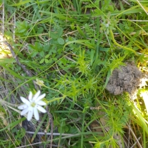 Stellaria pungens at Mt Holland - 21 Jan 2024