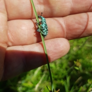 Chrysolopus spectabilis at Mt Holland - 21 Jan 2024