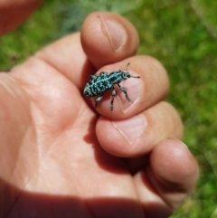 Chrysolopus spectabilis at Mt Holland - 21 Jan 2024