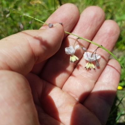 Arthropodium milleflorum (Vanilla Lily) at Burnt School Nature Reserve - 21 Jan 2024 by danswell