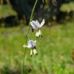 Arthropodium milleflorum at Burnt School Nature Reserve - 21 Jan 2024