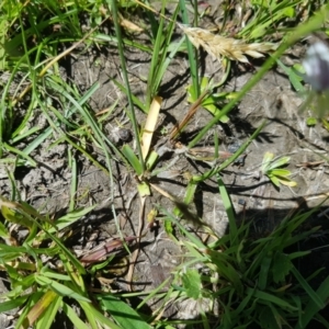 Arthropodium milleflorum at Burnt School Nature Reserve - 21 Jan 2024