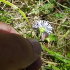 Brachyscome graminea (Grass Daisy) at Mt Holland - 21 Jan 2024 by danswell