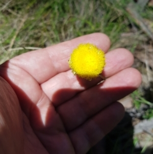 Coronidium monticola at Tinderry, NSW - 21 Jan 2024