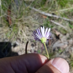 Brachyscome spathulata at Mt Holland - 21 Jan 2024