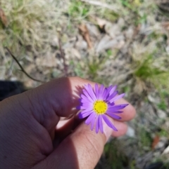 Brachyscome spathulata at Mt Holland - 21 Jan 2024 12:35 PM