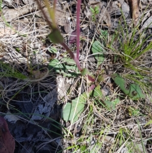 Brachyscome spathulata at Mt Holland - 21 Jan 2024