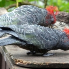 Callocephalon fimbriatum (Gang-gang Cockatoo) at Cook, ACT - 22 Jan 2024 by TonyAshton