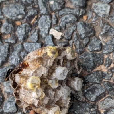 Polistes sp. (genus) (Unidentified paper wasp) at Watson, ACT - 22 Jan 2024 by AniseStar