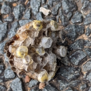 Polistes sp. (genus) at Watson, ACT - 22 Jan 2024