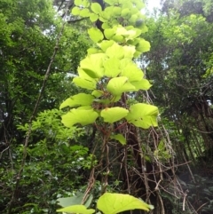 Actinidia deliciosa (Kiwifruit) at Brogers Creek, NSW - 21 Jan 2024 by plants