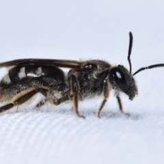 Lasioglossum (Chilalictus) sp. (genus & subgenus) (Halictid bee) at QPRC LGA - 22 Jan 2024 by DianneClarke