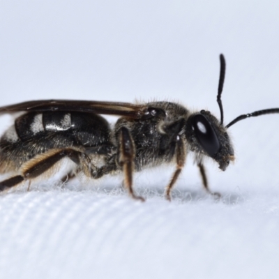 Lasioglossum (Chilalictus) sp. (genus & subgenus) (Halictid bee) at QPRC LGA - 22 Jan 2024 by DianneClarke