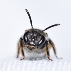 Lasioglossum (Chilalictus) sp. (genus & subgenus) at QPRC LGA - suppressed