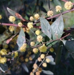 Acacia verniciflua (Varnish Wattle) at Albury - 13 Sep 2023 by RobCook