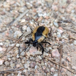 Chondropyga dorsalis at Duffy, ACT - 22 Jan 2024