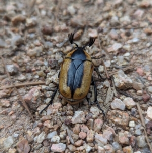 Chondropyga dorsalis at Duffy, ACT - 22 Jan 2024