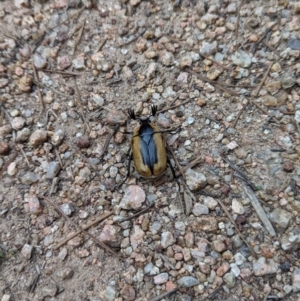 Chondropyga dorsalis at Duffy, ACT - 22 Jan 2024