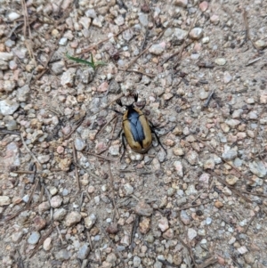 Chondropyga dorsalis at Duffy, ACT - 22 Jan 2024