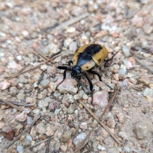 Chondropyga dorsalis at Duffy, ACT - 22 Jan 2024