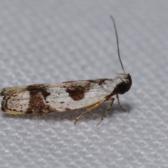 Ardozyga voluta (A Twirler moth (Gelechioidea)) at QPRC LGA - 22 Jan 2024 by DianneClarke