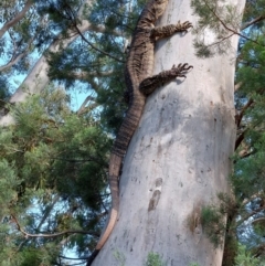 Varanus varius (Lace Monitor) at Morago, NSW - 9 Jan 2024 by RobCook