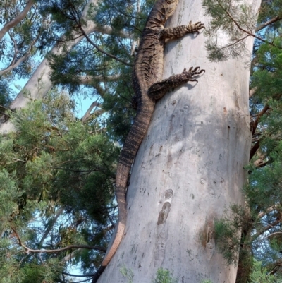 Varanus varius (Lace Monitor) at Morago, NSW - 9 Jan 2024 by RobCook